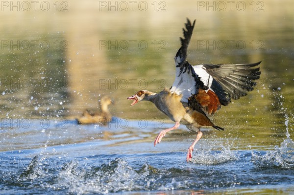 Egyptian goose (Alopochen aegyptiaca) aggressively attacking other seabirds on a lake, invasive
