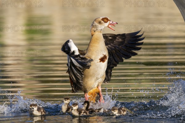 Egyptian goose (Alopochen aegyptiaca) with chicks aggressively attacking other seabirds on a lake,