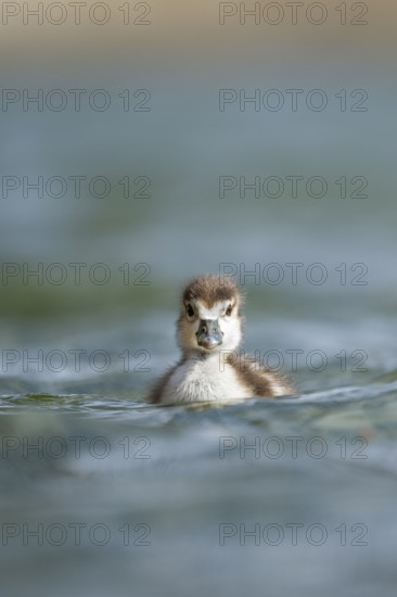 Egyptian goose (Alopochen aegyptiaca) chicks swimming on a lake, Bavaria, Germany