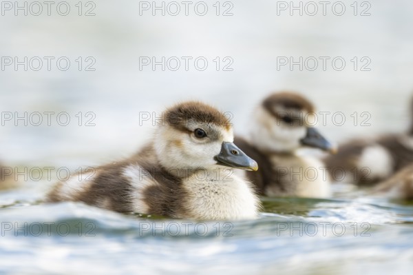 Egyptian goose (Alopochen aegyptiaca) chicks swimming on a lake, Bavaria, Germany
