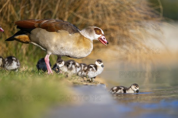 Egyptian goose (Alopochen aegyptiaca) mother with her chicks on a meadow at the shore of a lake,