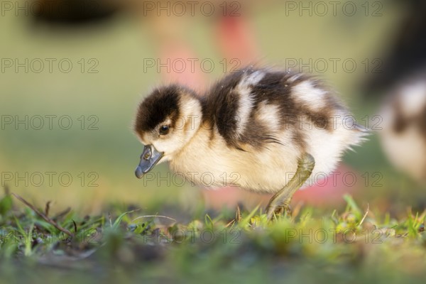 Egyptian goose (Alopochen aegyptiaca) cute chick on a meadow at the shore of a lake, Bavaria,