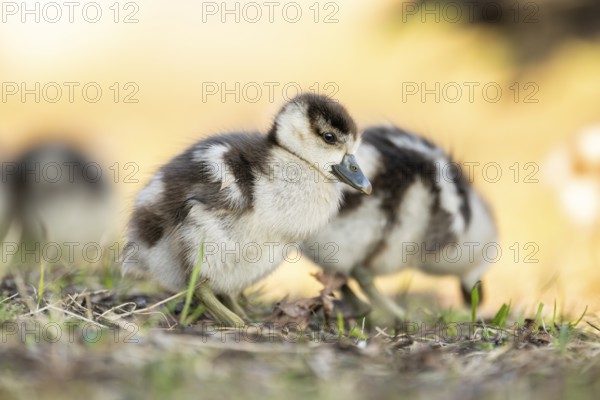 Egyptian goose (Alopochen aegyptiaca) cute chicks on a meadow at the shore of a lake, Bavaria,