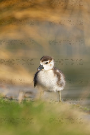 Egyptian goose (Alopochen aegyptiaca) cute chick on a meadow at the shore of a lake, Bavaria,