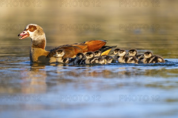 Egyptian goose (Alopochen aegyptiaca) mother with her chicks swimming on a lake, Bavaria, Germany