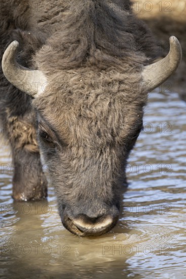 European bison (Bison bonasus) on a meadow, Bavaria, Germany