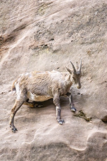Alpine ibex (Capra ibex) female standing on the rocks, Bavaria, Germany