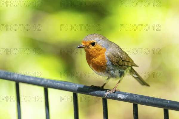 European robin (Erithacus rubecula) sitting on a fence, Bavaria, Germany