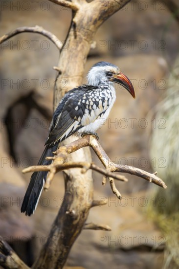 Northern red-billed hornbill (Tockus erythrorhynchus) sitting on a branch, captive, Bavaria,