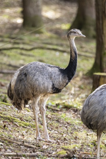 Greater rhea or American rhea (Rhea americana) standing in a forest, invasive species, captive,