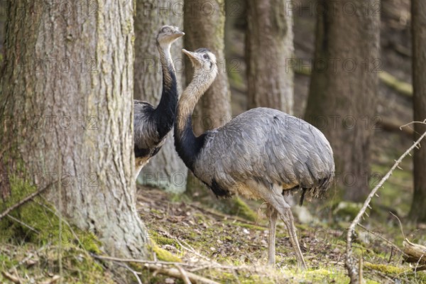 Greater rhea or American rhea (Rhea americana) standing in a forest, invasive species, captive,