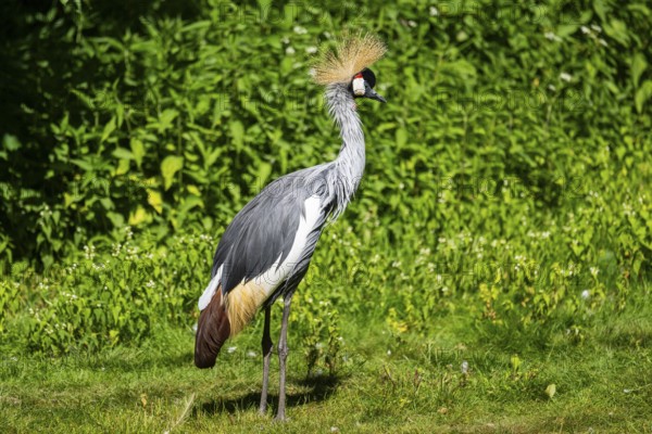 Black crowned crane (Balearica pavonina) standing on a meadow, Bavaria, Germany