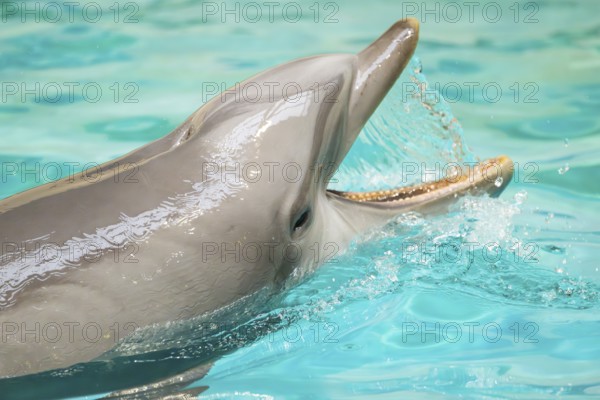 Common bottlenose dolphin (Tursiops truncatus) swimming in the water, captive