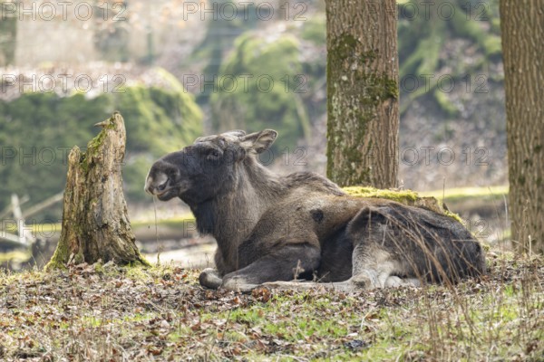 Elk (Alces alces) lying on a meadow in a forest, Bavaria, Germany