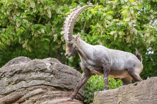 Alpine ibex (Capra ibex) male walking over rocks, Bavaria, Germany