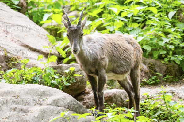 Alpine ibex (Capra ibex) female standing on the rocks, Bavaria, Germany