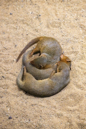 Three Ethiopian dwarf mongoose (Helogale hirtula) lying snuggled together on the ground,