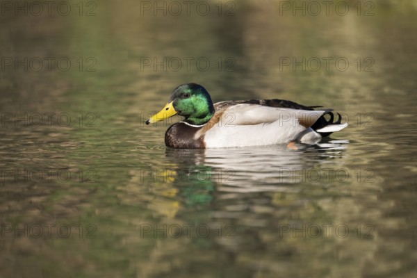 Mallard (Anas platyrhynchos) male on a lake, Bavaria, Germany