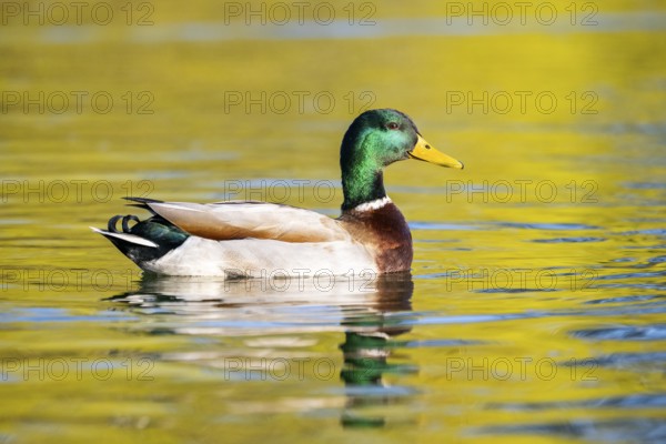 Wild duck (Anas platyrhynchos), male swimming on a lake, Bavaria, Germany Europe