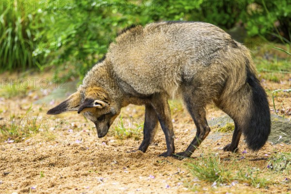 Bat-eared fox (Otocyon megalotis) walking on the ground looking for food, Bavaria, Germany