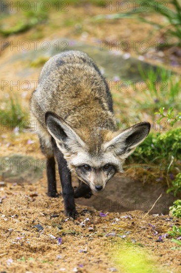 Bat-eared fox (Otocyon megalotis) walking on the ground looking for food, Bavaria, Germany