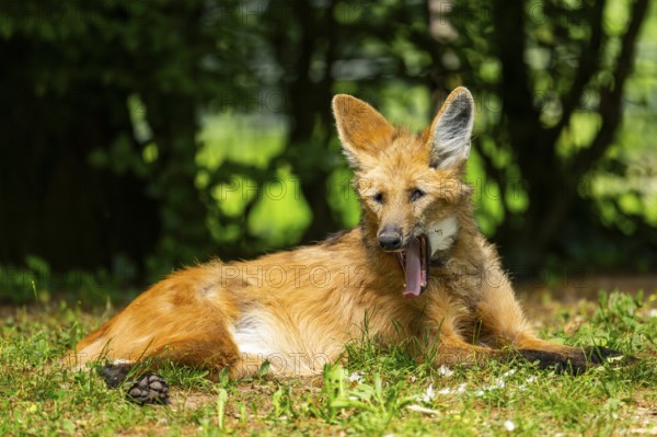 Maned wolf (Chrysocyon brachyurus) lying on the ground, Germany