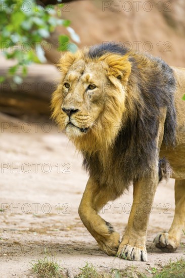 Asiatic lion (Panthera leo persica) male walking around on the ground, captive, Germany