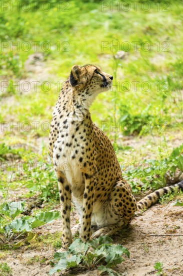 Cheetah (Acinonyx jubatus) sitting on the ground, Germany