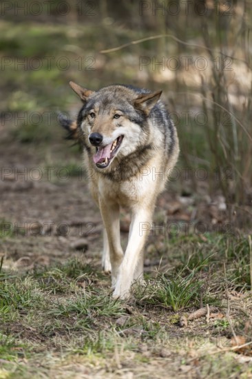 Eurasian wolf (Canis lupus lupus) standing in a forest, Bavaria, Germany