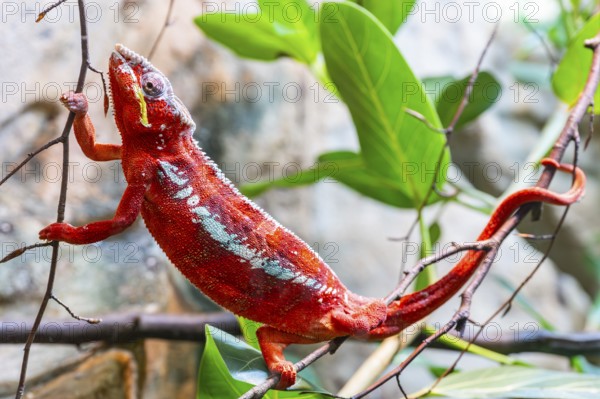 Red Panther chameleon (Furcifer pardalis) in a bush, captive, Bavaria, Germany