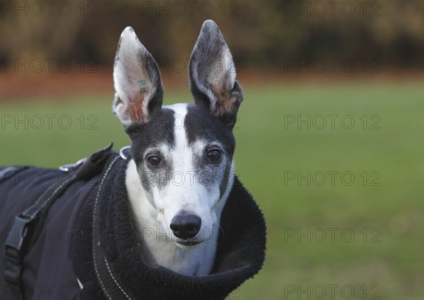 Greyhound (Canis lupus familaris), male dog 10 years, portrait, in the countryside, North
