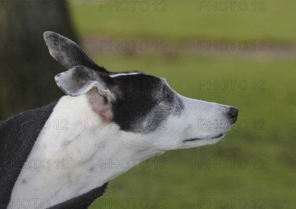 Greyhound (Canis lupus familaris), 10 years, male dog, portrait sideways, in the countryside, North
