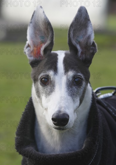 Greyhound (Canis lupus familaris), male dog 10 years, portrait, in the countryside, North