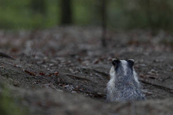 Before the badger (Meles meles) leaves its den completely, it secures in all directions, nocturnal,