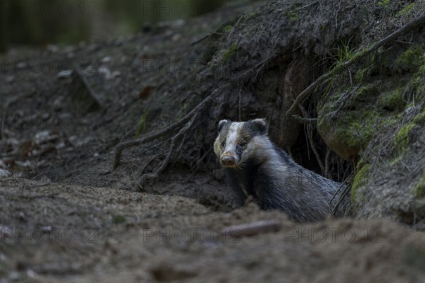 Carefully and slowly a badger (Meles meles) slips out of its den, nocturnal, Germany