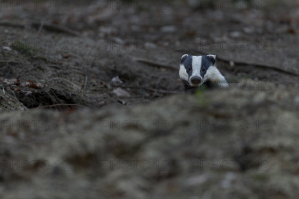 After leaving the den, badgers (Meles meles) usually devote themselves extensively to grooming,