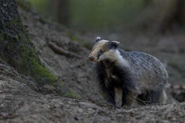 The badger moth (Meles meles) is busy almost every evening optimising or repairing the construction