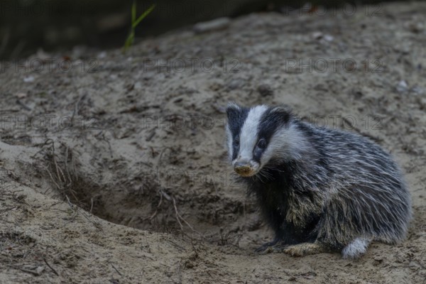 Just 3 months old, the badger (Meles meles) is practising digging in the fine sand, animal