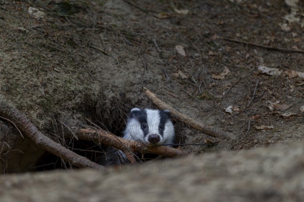 For minutes, the young badger (Meles meles) secures itself at the entrance to its burrow before