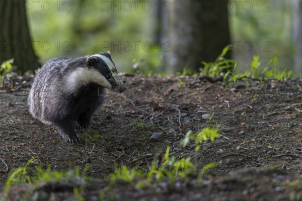 The badger moth (Meles meles) spends a few minutes in front of the burrow in front of setting off