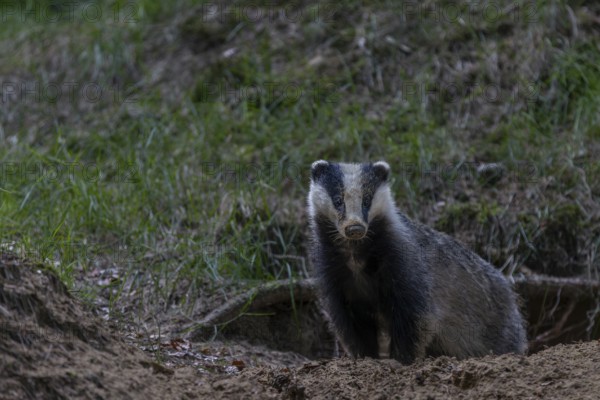 After a few minutes, the young badger (Meles meles) leaves the cave entrance, animal children,