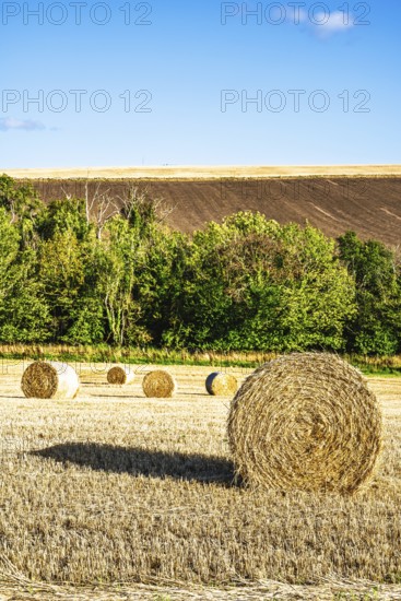 Straw bales in the Scottish fields, Southeast Scotland, UK