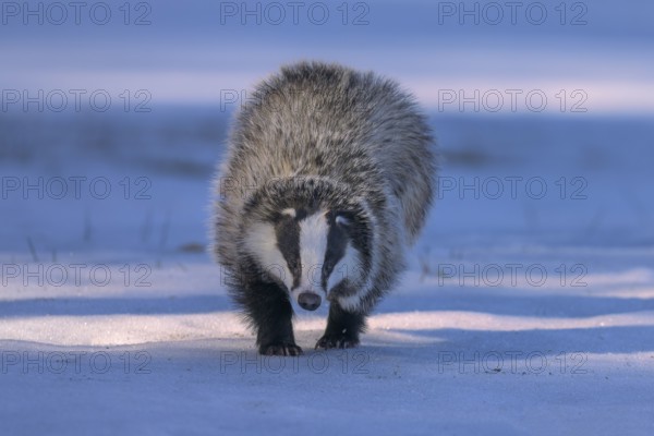 European badger (Meles meles), jumping in a snowy landscape in the last light, Swabian Alb