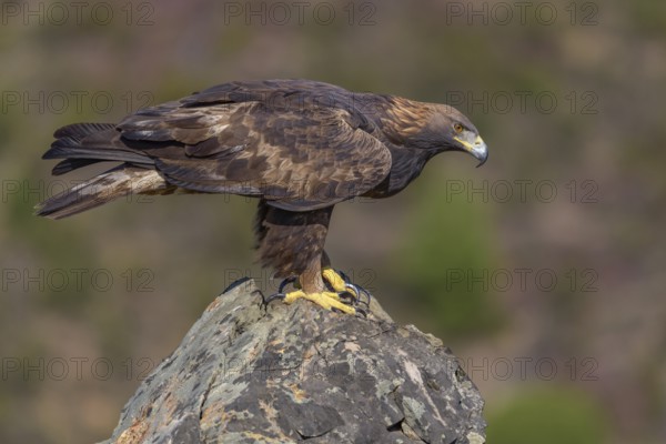 Golden eagle (Aquila chrysaetos), female on a lichen-covered rock, Extremadura, Spain