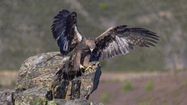 Golden eagle (Aquila chrysaetos), female landing on a lichen-covered rock, flight, flying, habitat,