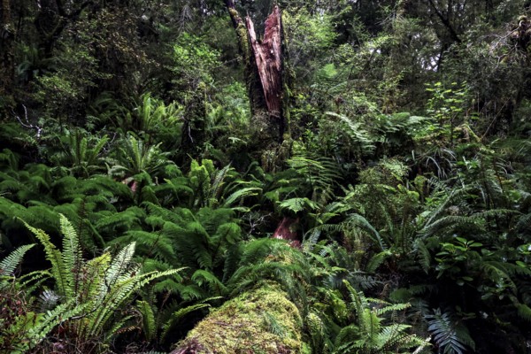 Dense fern vegetation in lush forest on Lake Marian Track, Lake Marian Track, Fjordland, New