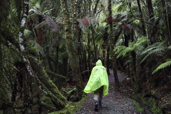 Hiker in a rain-soaked, lush green forest along a narrow trail to Fox Glacier, West Coast, New