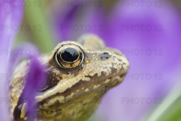 Common frog (Rana temporaria) adult amphibian amongst garden purple crocus flowers in spring,