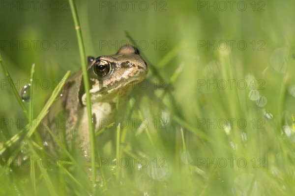 Common frog (Rana temporaria) juvenile baby froglet amphibian amongst grass of a garden lawn in