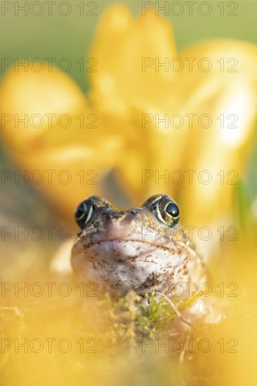 Common frog (Rana temporaria) adult amphibian amongst garden yellow crocus flowers in spring,